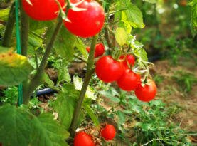 gradina vrancea dumbraveni